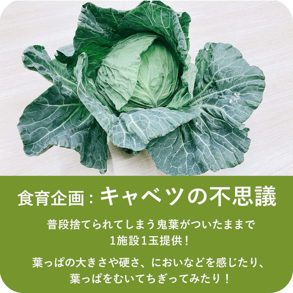 食育活動│キャベツの不思議