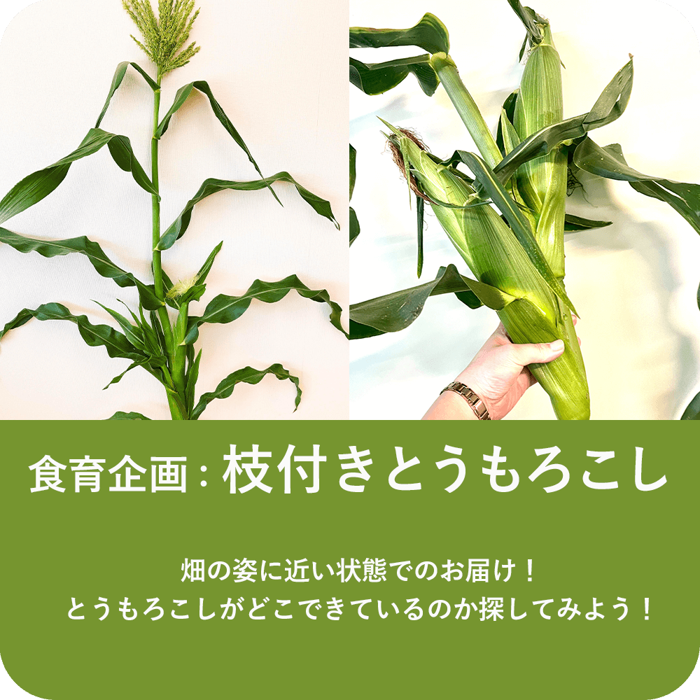 食育活動│枝付きとうもろこし