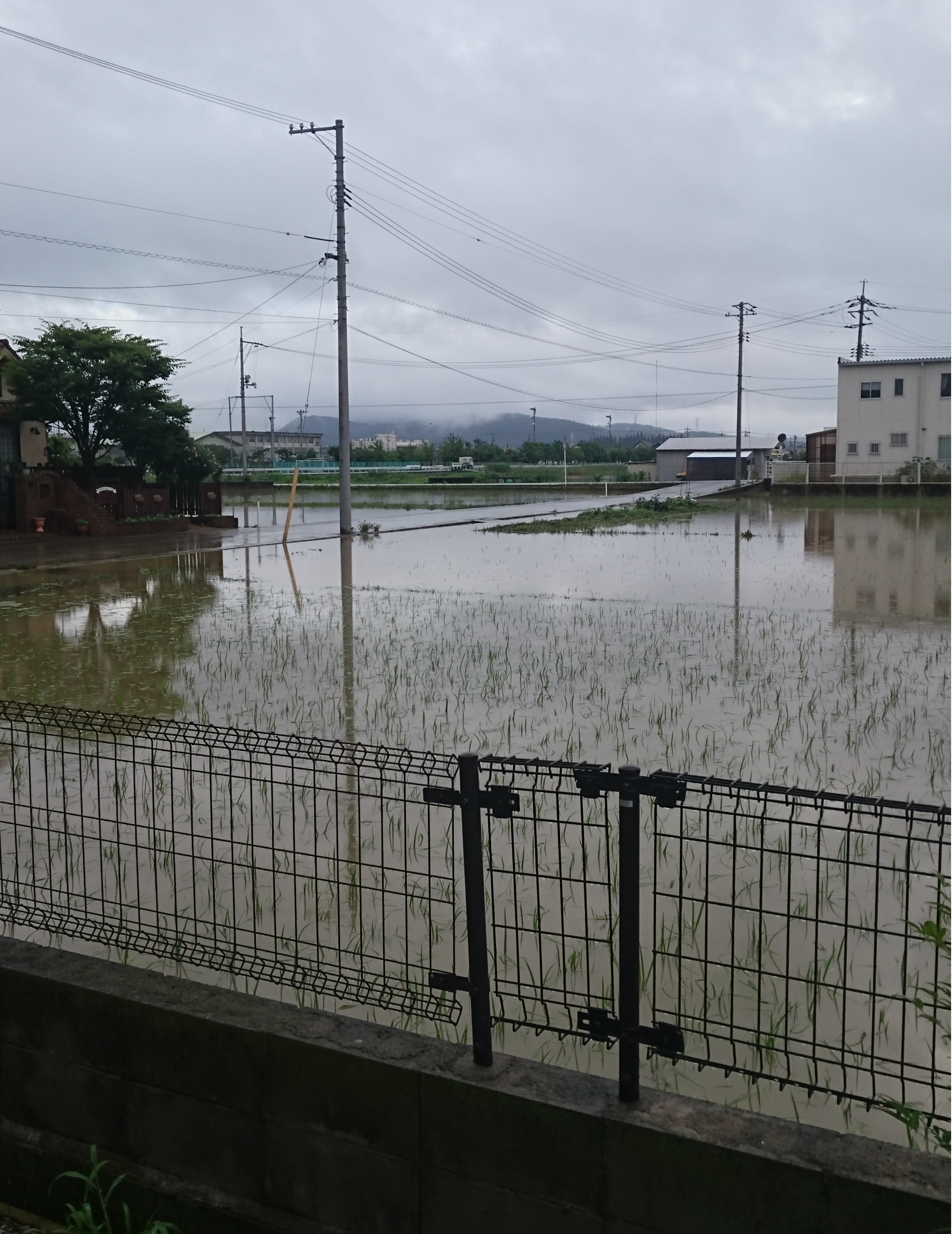 水没した畑の様子