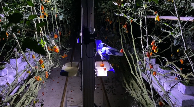 自動野菜収穫ロボット画像