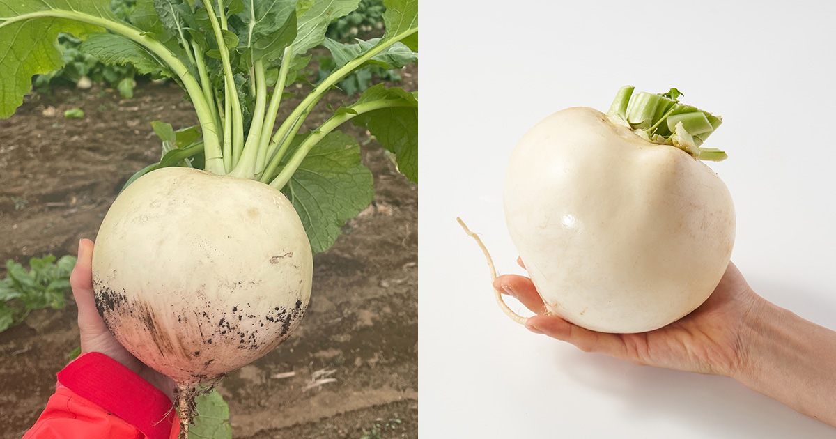お野菜です、！ 八〇八 – ハックツ！藤沢