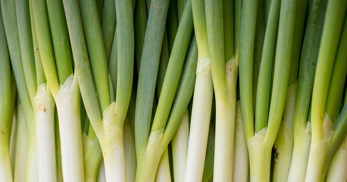 ねきねぎねき様 專用ページ ねぎ様 【公式通販】