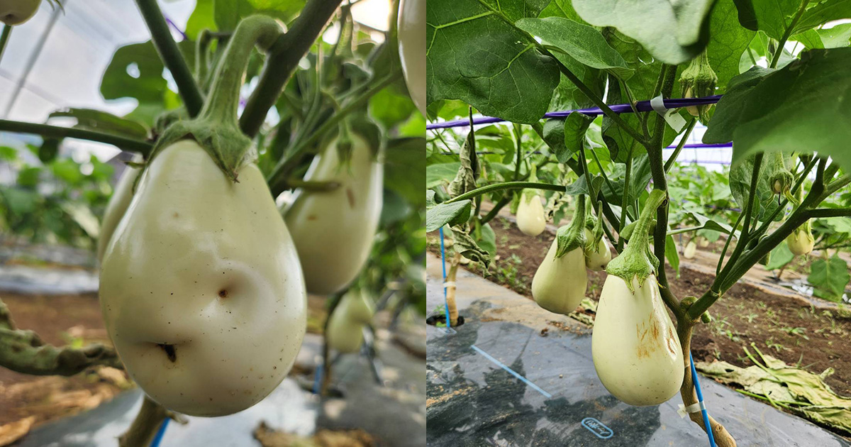 おたすけOisix】最盛期を迎えた白なす産地がピンチ急激な猛暑で規格外