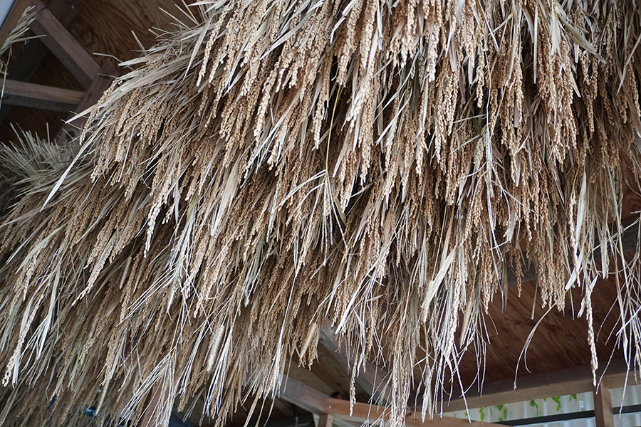 「稲穂シャワー」（イメージ）