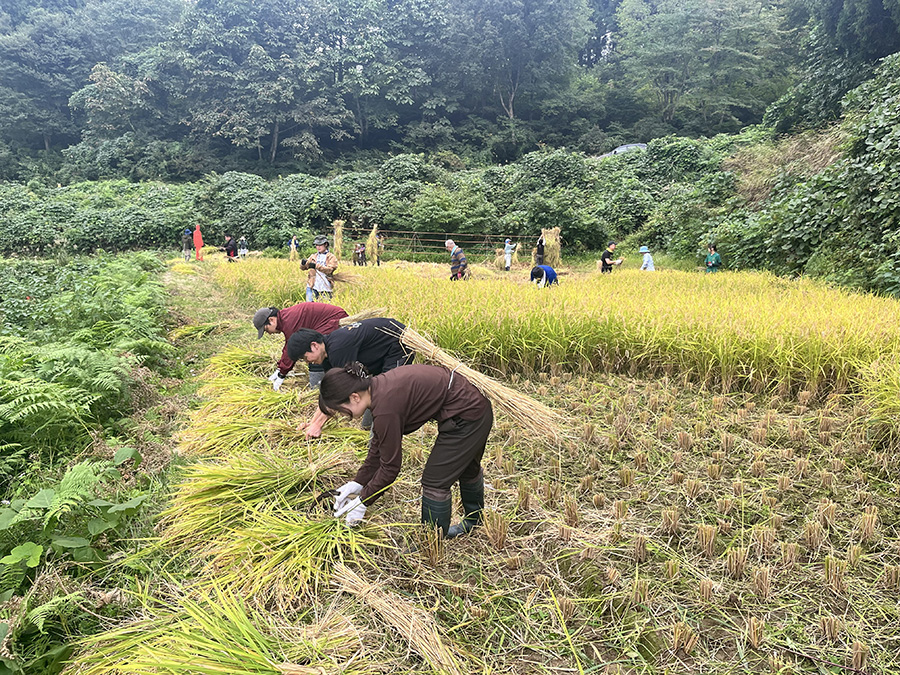棚田での稲刈り体験の様子