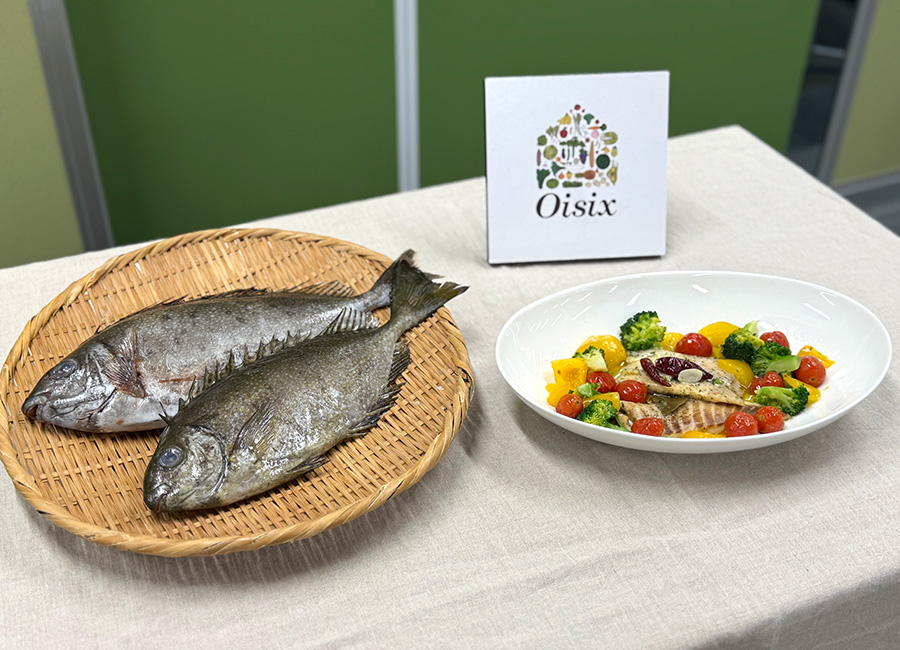 アイゴ単体画像