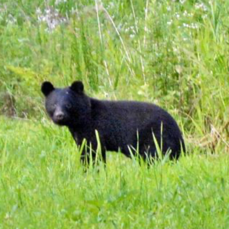 津軽産直組合の農園付近で撮影された体長1.5mほどのクマの画像