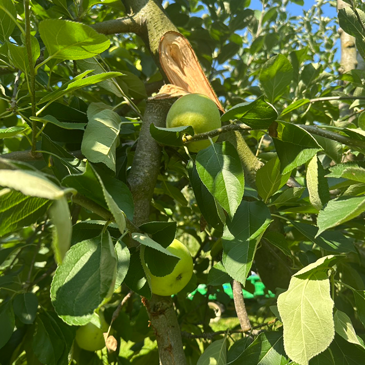 クマに折られたりんごの木の画像