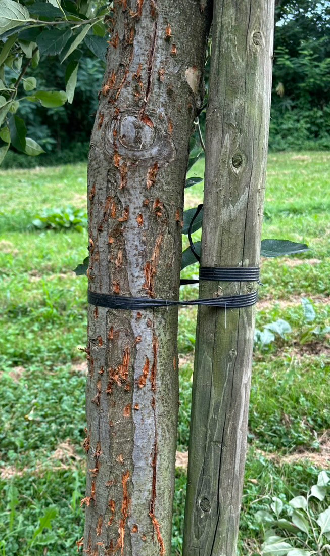 クマが爪痕を残しマーキングされたりんごの木の画像