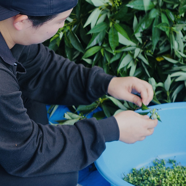 夏の収穫時の様子