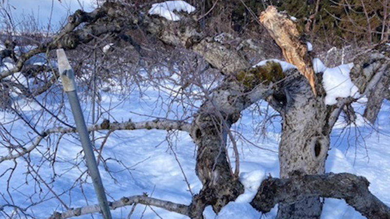 商雪の被害で割れてしまったりんごの木の画像