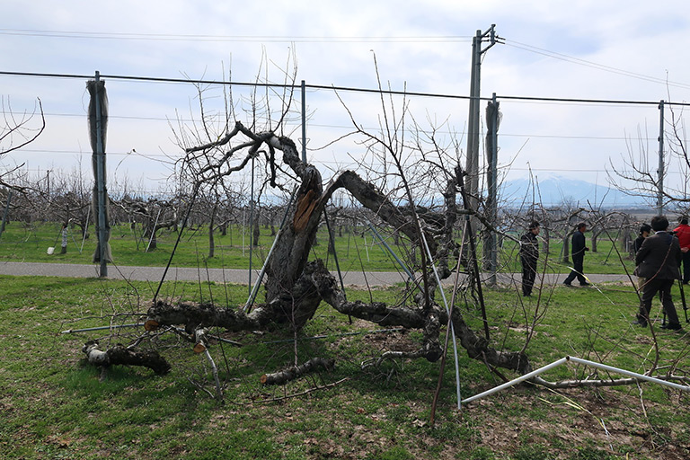 雪害で折れたりんごの木画像