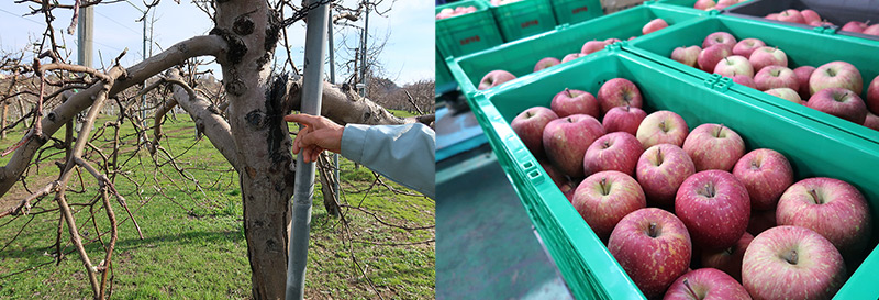 豪雪により裂けたりんごの木が病気にならないよう消毒した様子